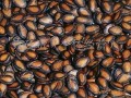 热门大瓜子,零食界的明星产品